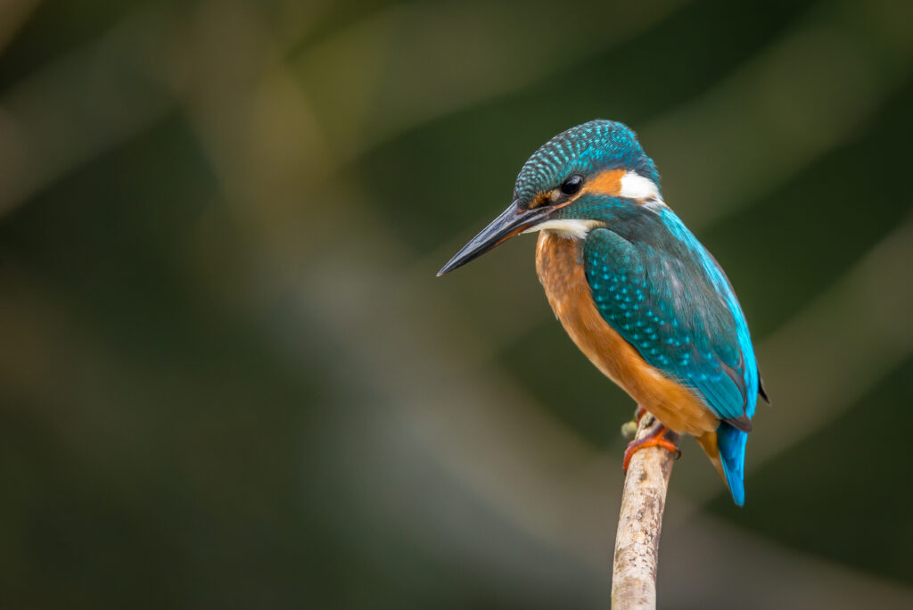 A beautiful blue and orange colored bird hanging on a branch.